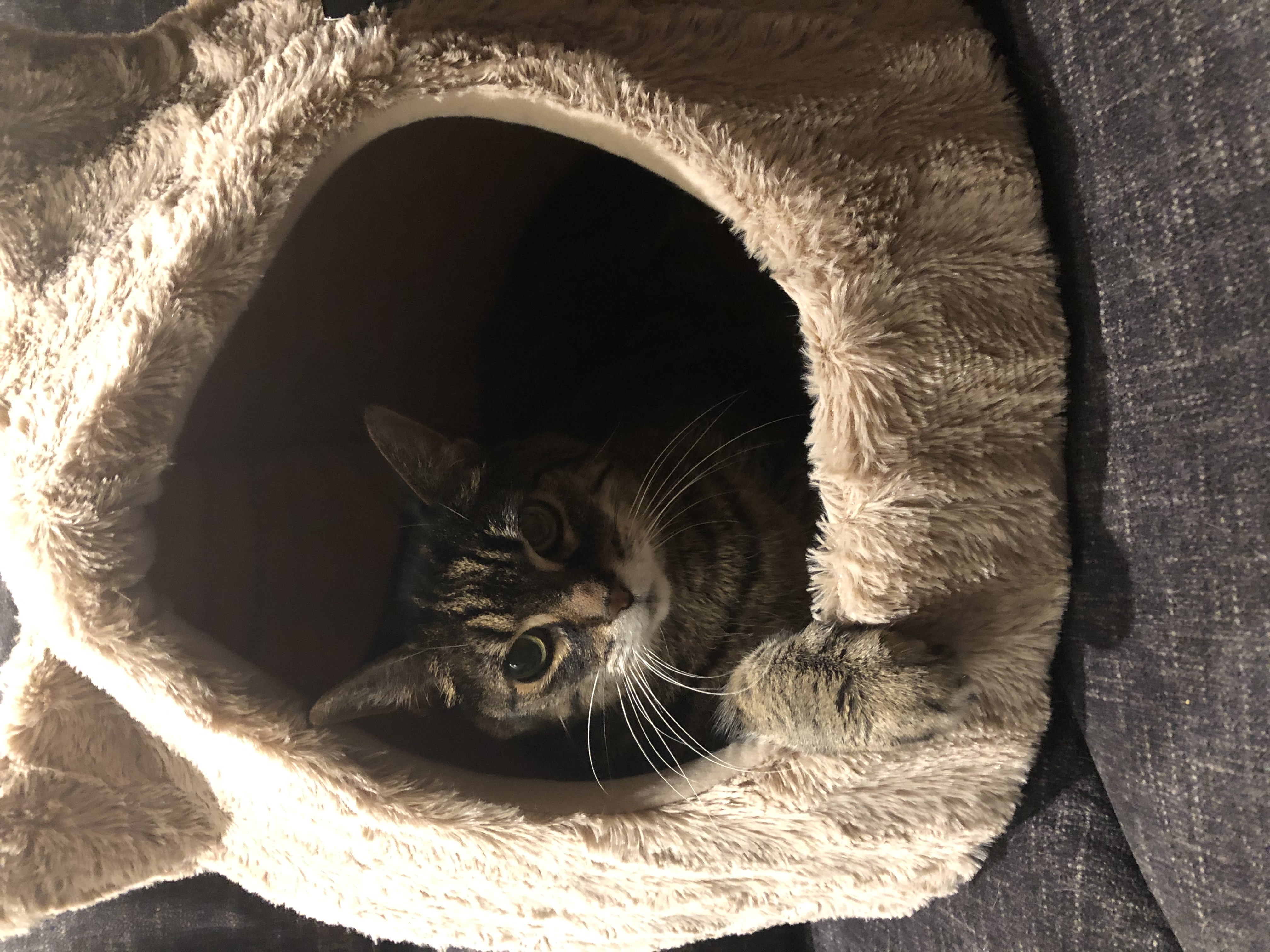 Staff Pet Spotlight: Snickers – Guelph Cat Clinic