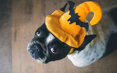 image for Halloween Safety and Your Pet